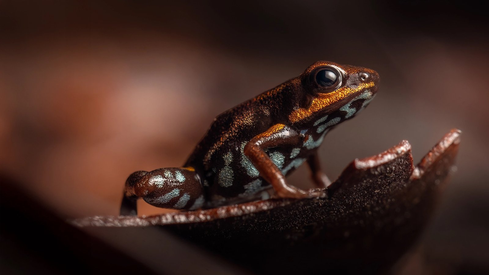 Wildlife photograph by Jhonattan Vanegas, cover image