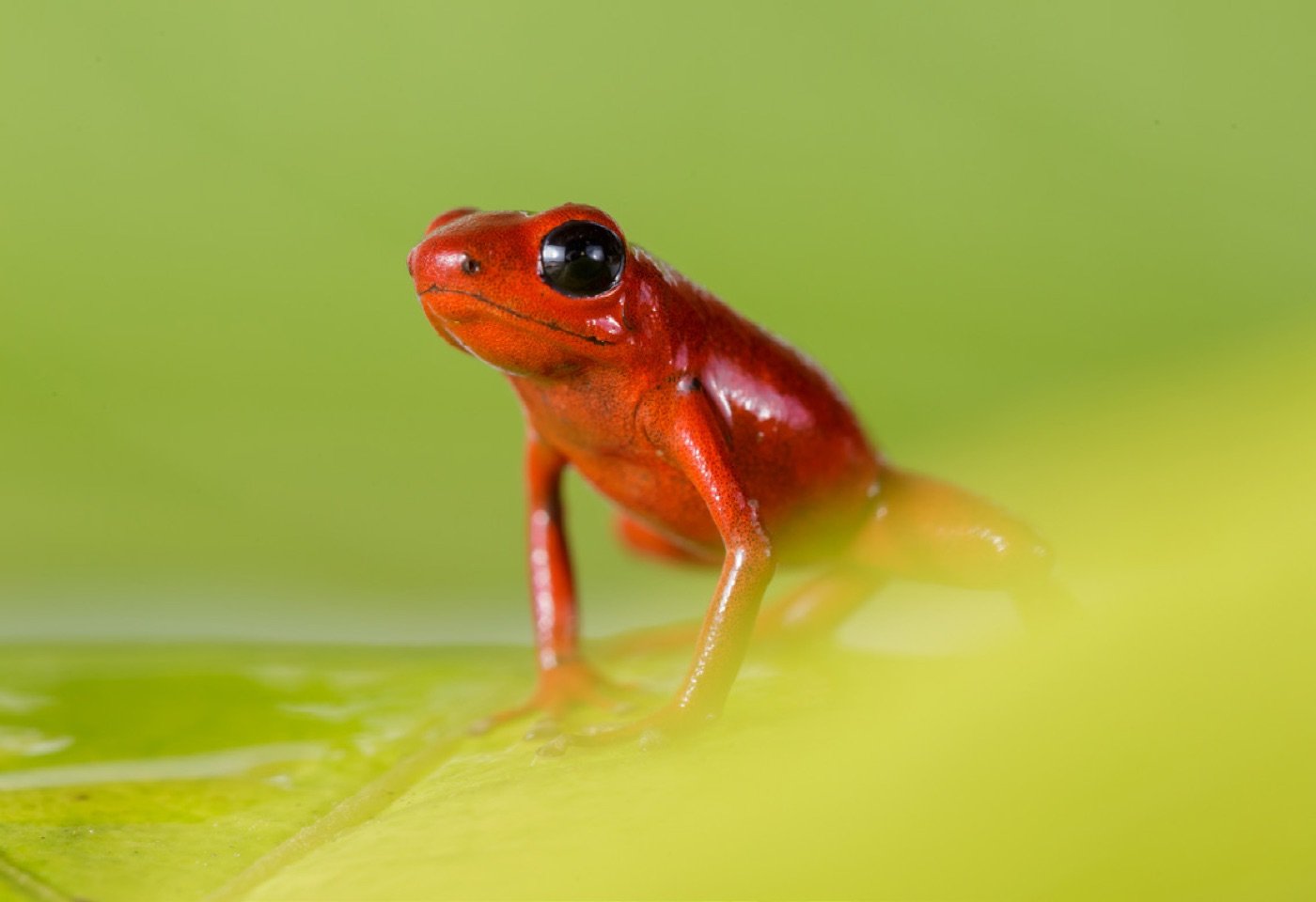 Andinobates bombetes, a small brilliant red poison frog, from the forests of southwestern Colombia