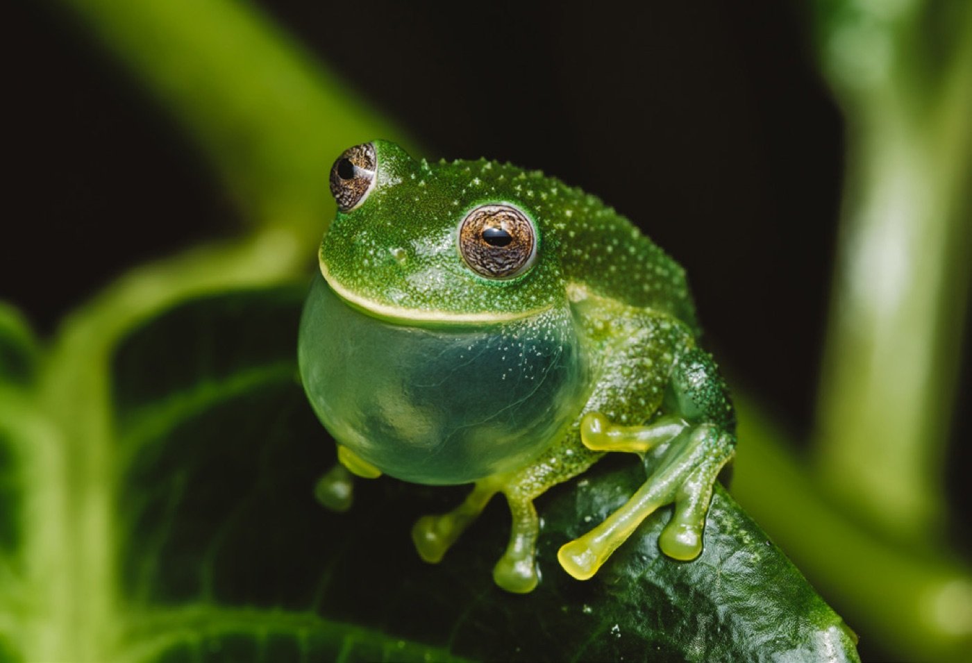 A translucent green glass frog, Nymphargus sp., on a leaf in the cloud forest of Munchique, Cauca