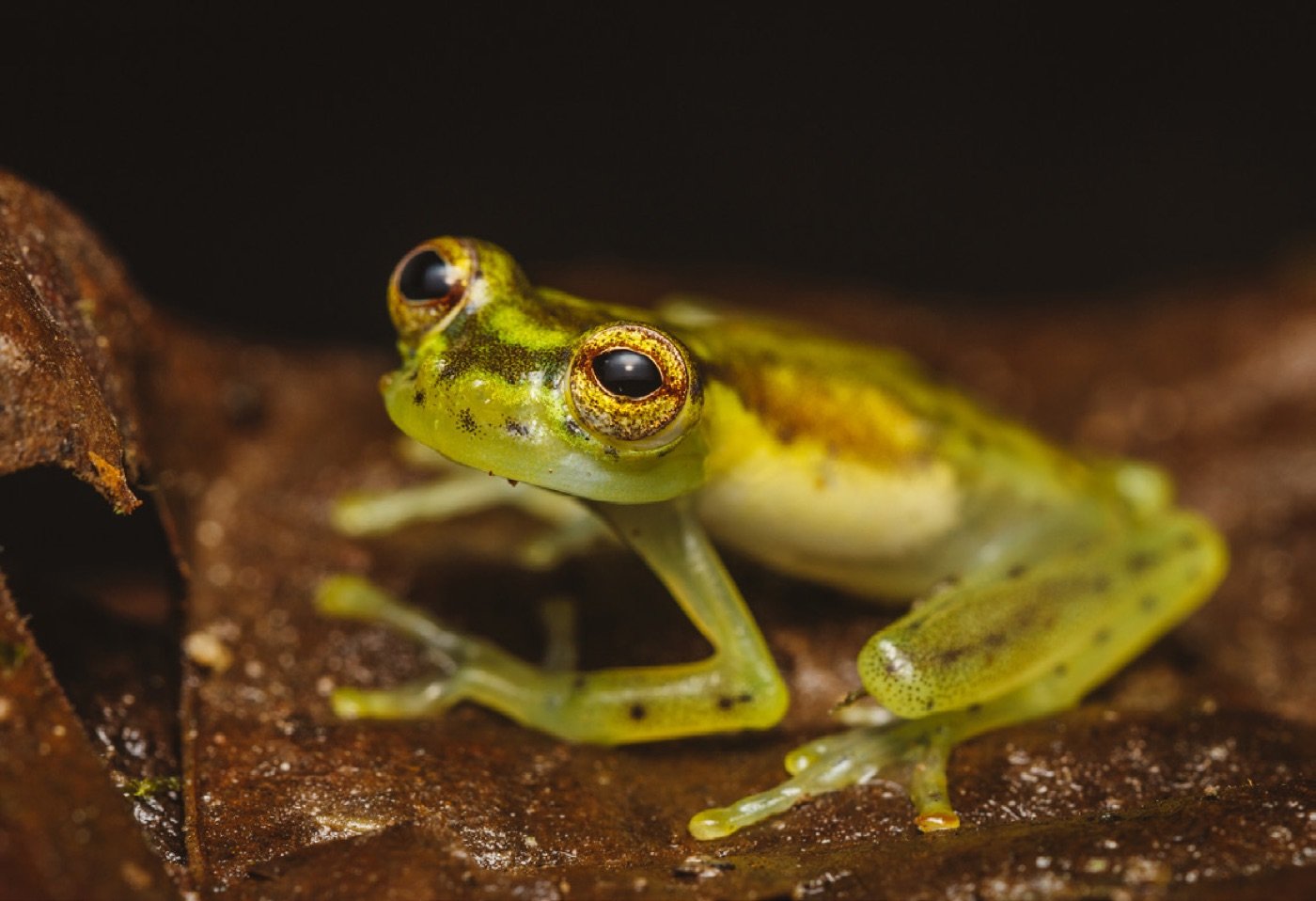 A yellow-green glass frog, Nymphargus luteopunctatus, in Munchique, Cauca