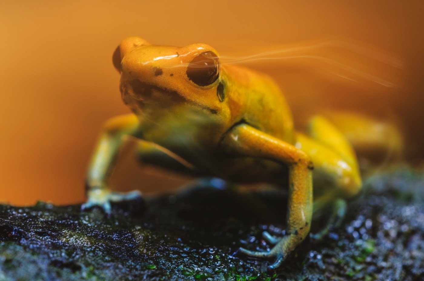 Phyllobates terribilis, a golden poison frog and the most venomous vertebrate in the world, in Timbiqui, Cauca