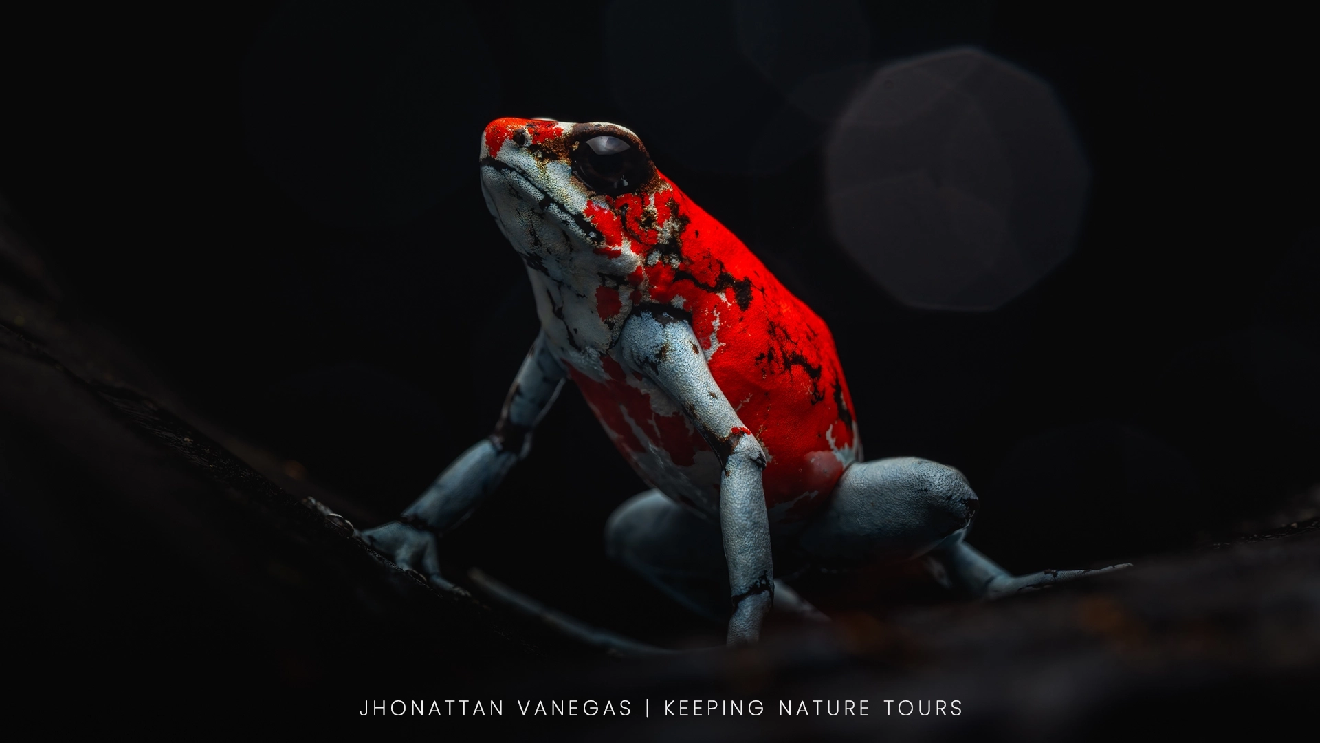 Wildlife photograph by Jhonattan Vanegas, amphibian