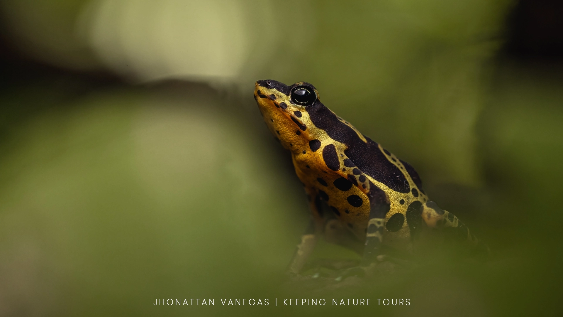 Wildlife photograph by Jhonattan Vanegas, amphibian