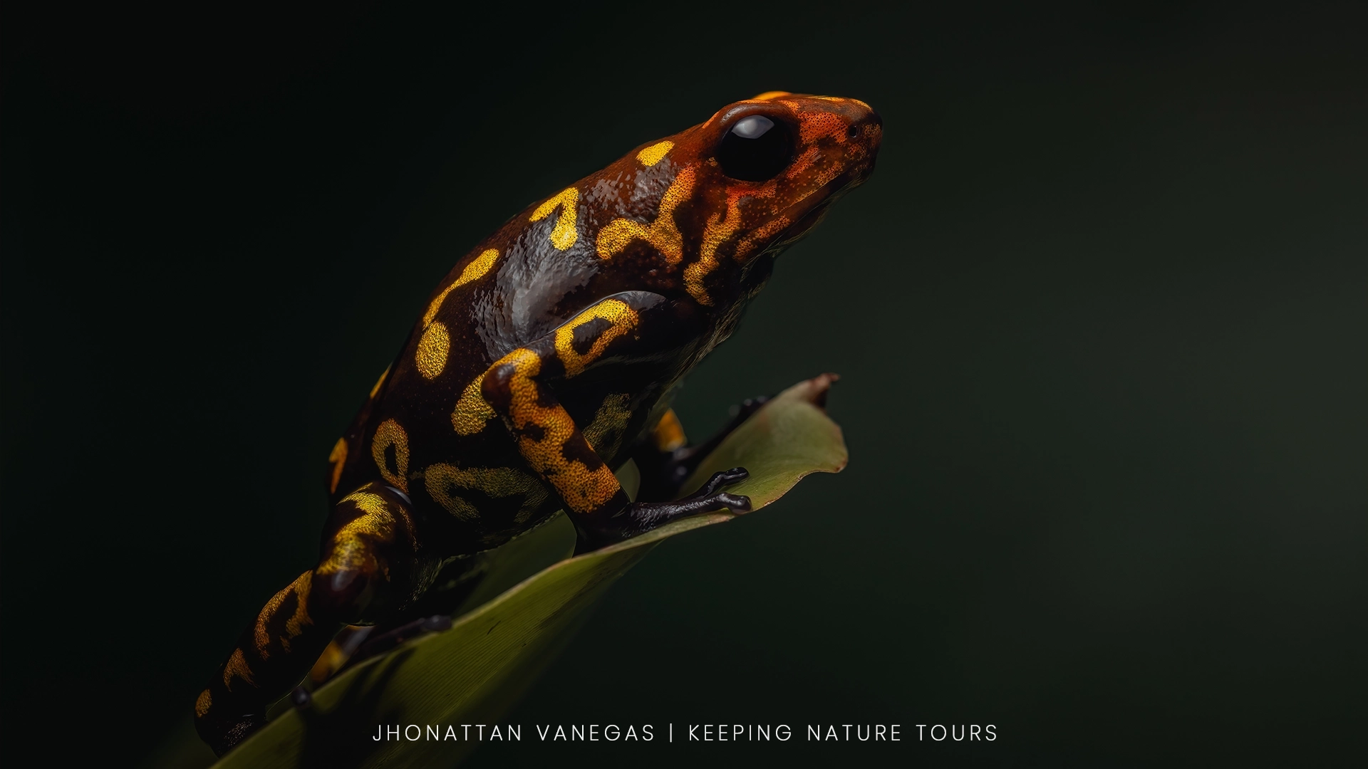 Wildlife photograph by Jhonattan Vanegas, amphibian