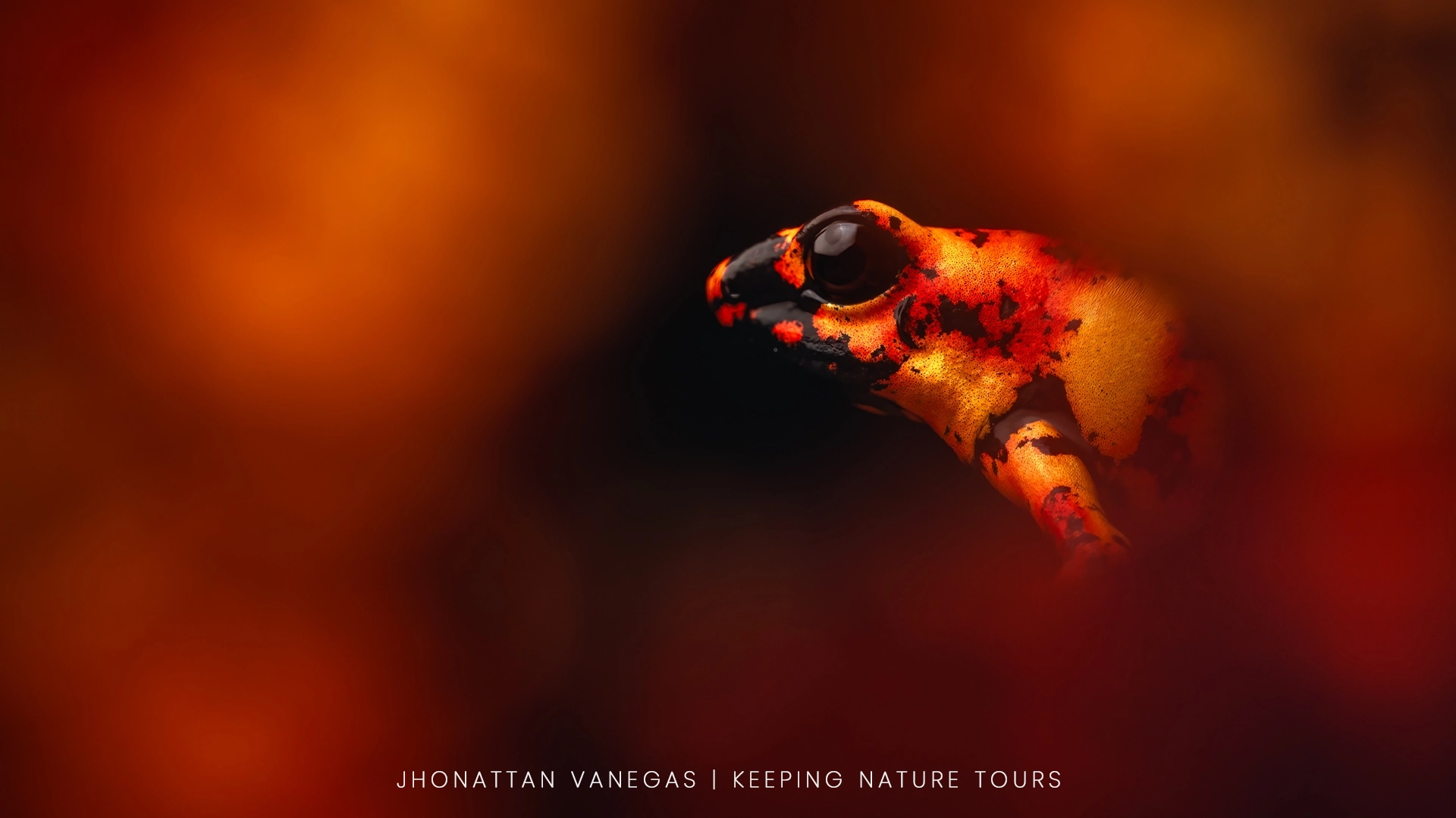 Nature photograph by Jhonattan Vanegas, a red and black poison frog