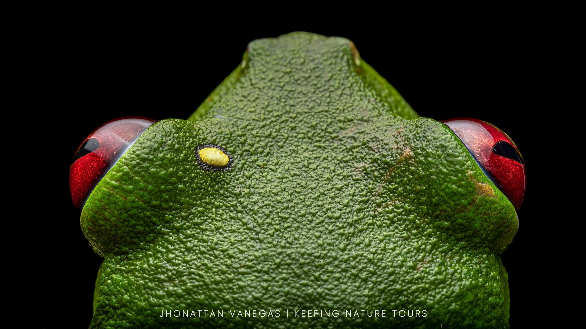 An amphibian showing a distinctive palette of colors