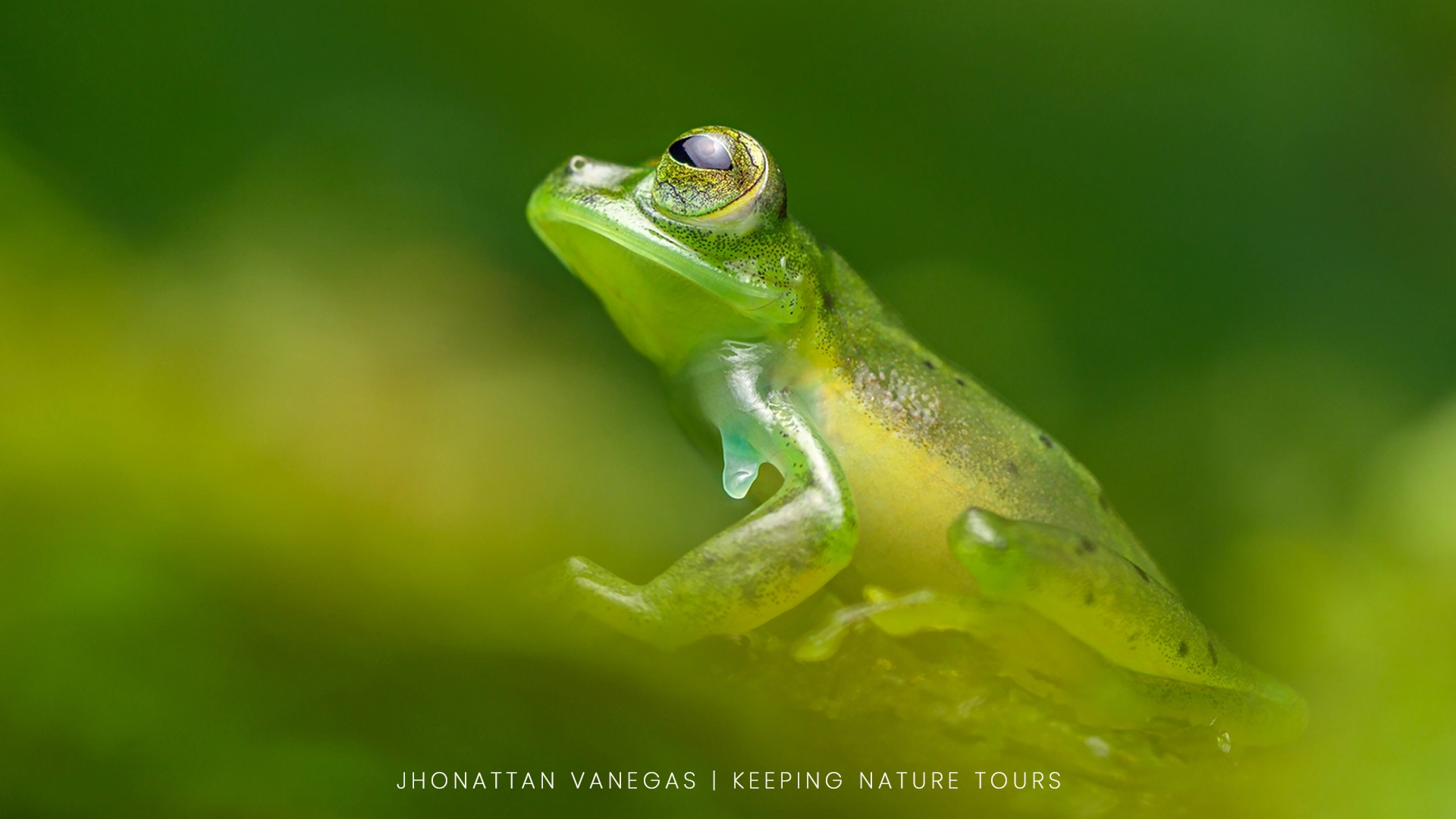 Wildlife photograph by Jhonattan Vanegas, amphibian