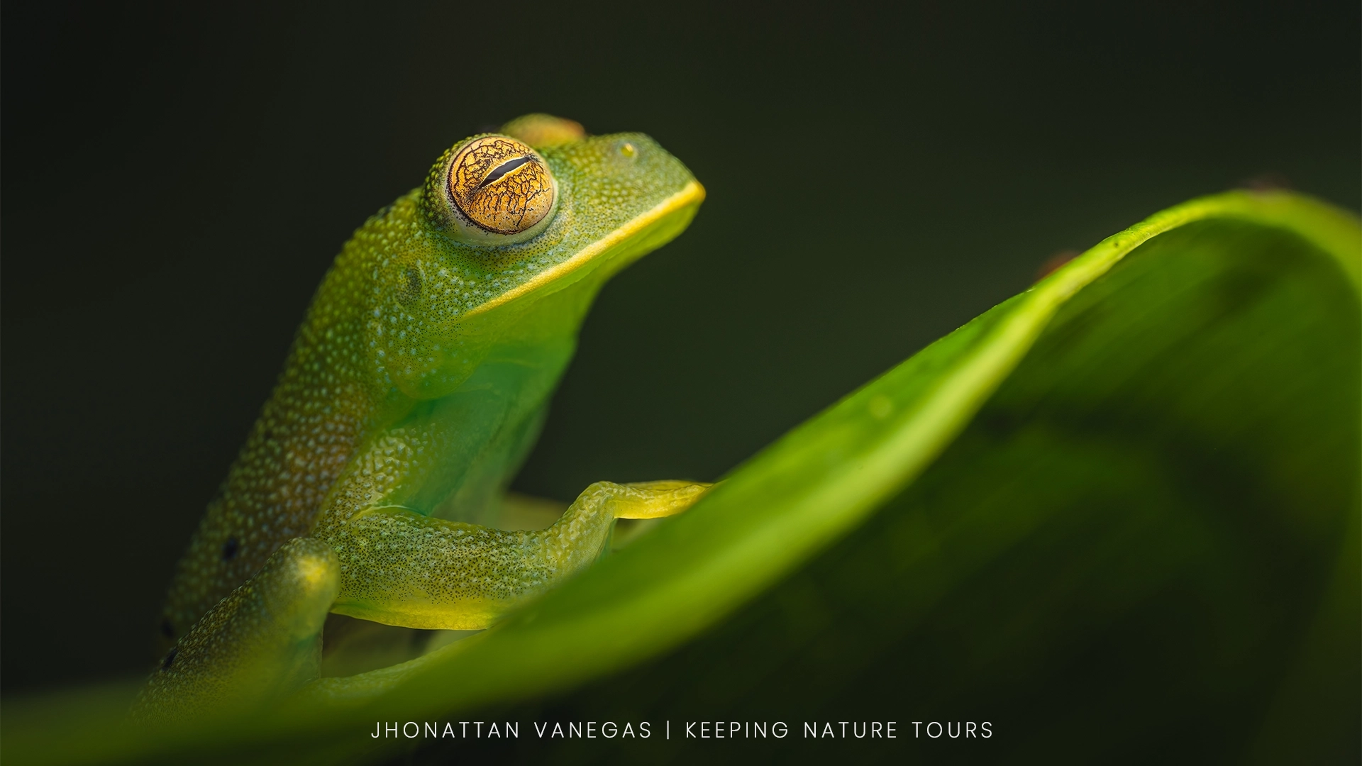 Nature photograph by Jhonattan Vanegas, a green glass frog on a leaf
