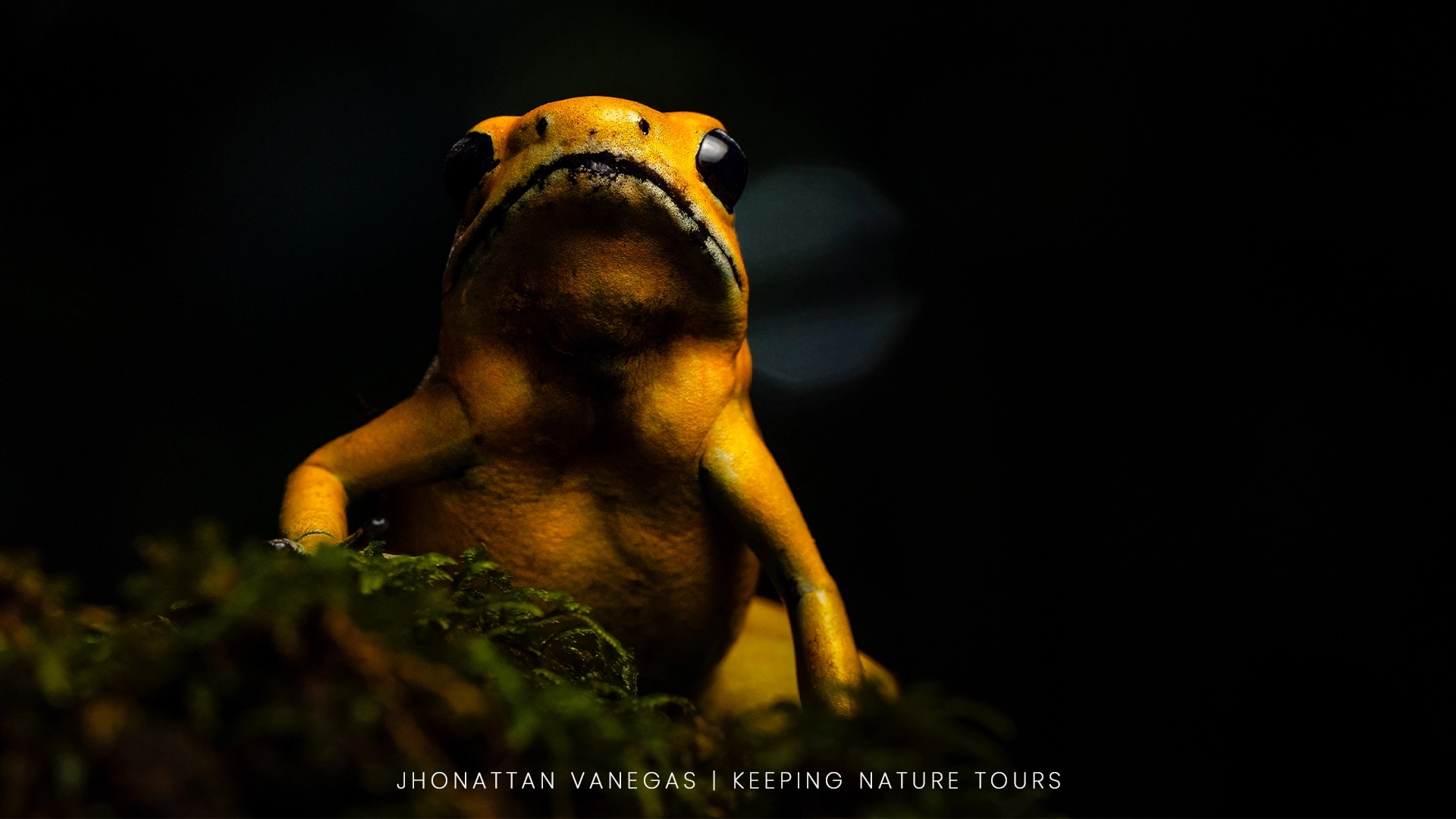 Wildlife photograph by Jhonattan Vanegas, amphibian