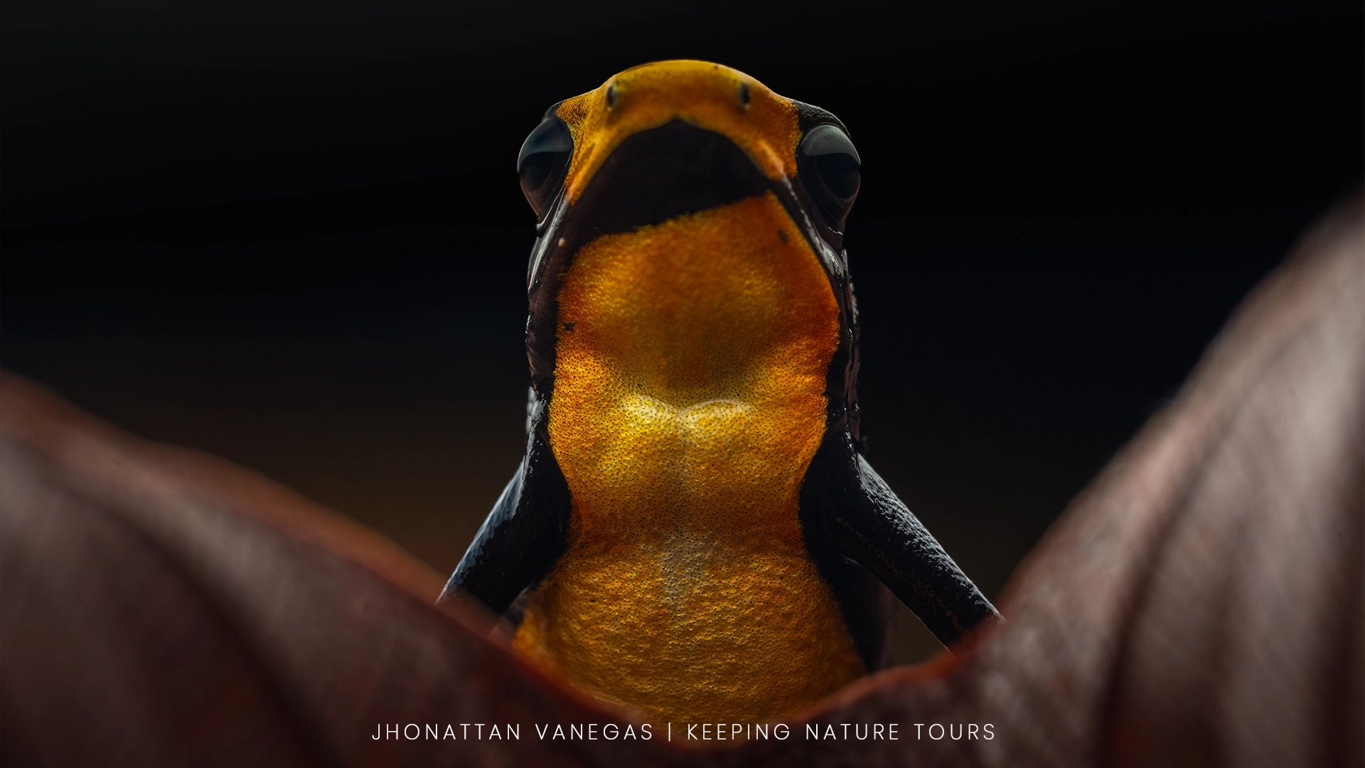 Wildlife photograph by Jhonattan Vanegas, amphibian