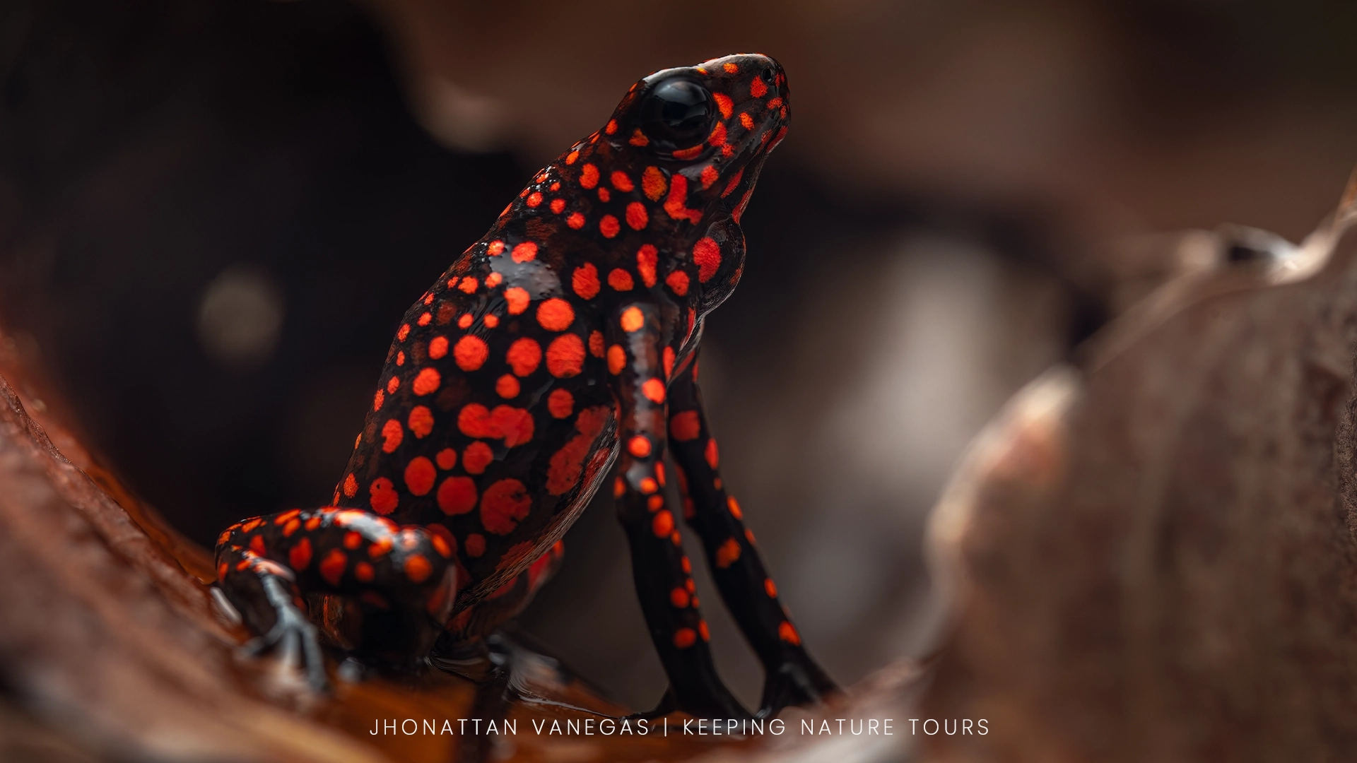An amphibian composed with intention within the frame