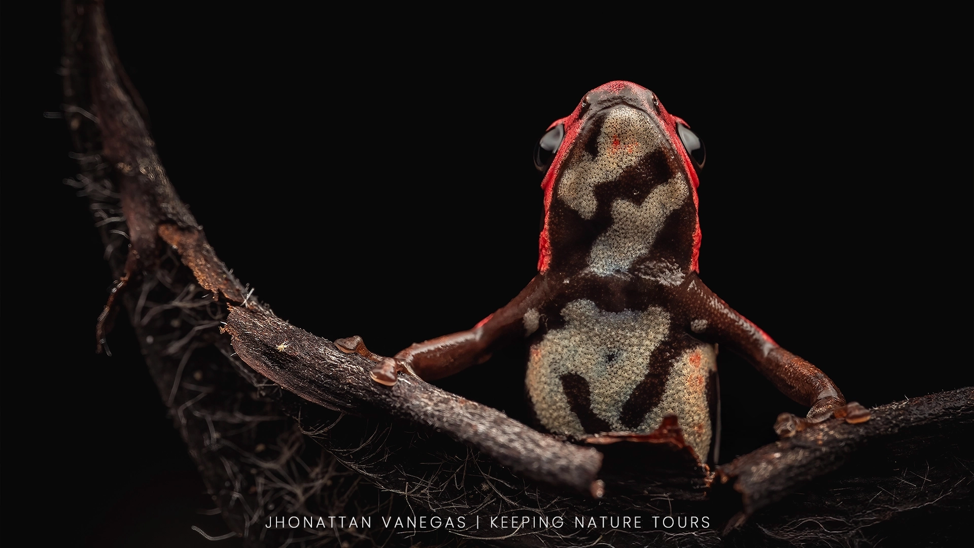 Wildlife photograph by Jhonattan Vanegas, amphibian