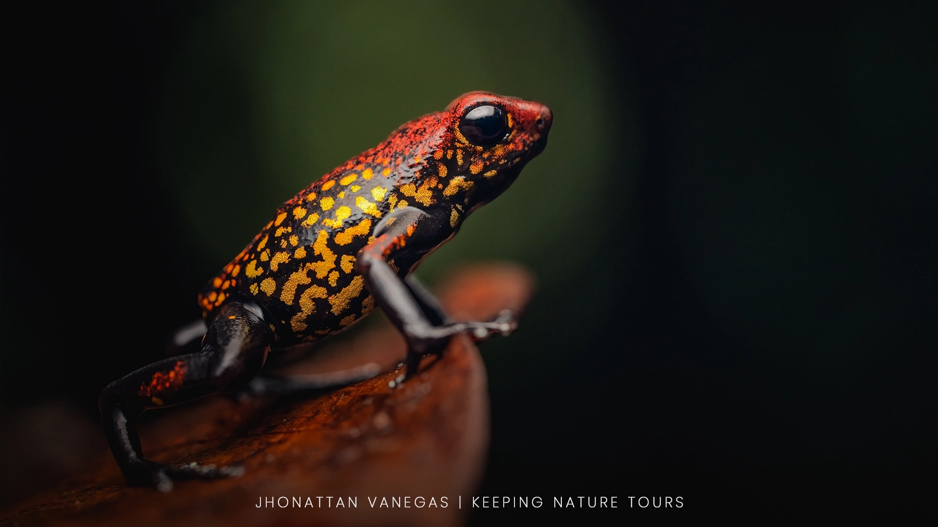 Wildlife photograph by Jhonattan Vanegas, amphibian