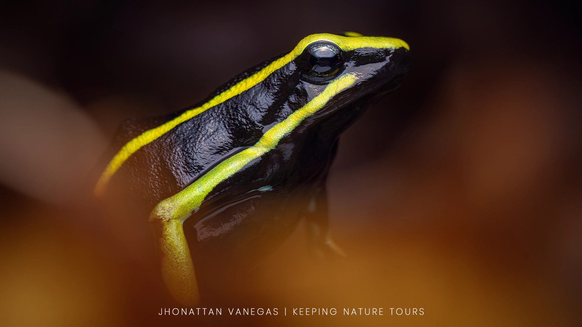 Wildlife photograph by Jhonattan Vanegas, amphibian