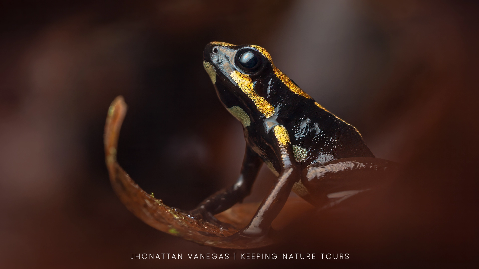 Wildlife photograph by Jhonattan Vanegas, amphibian