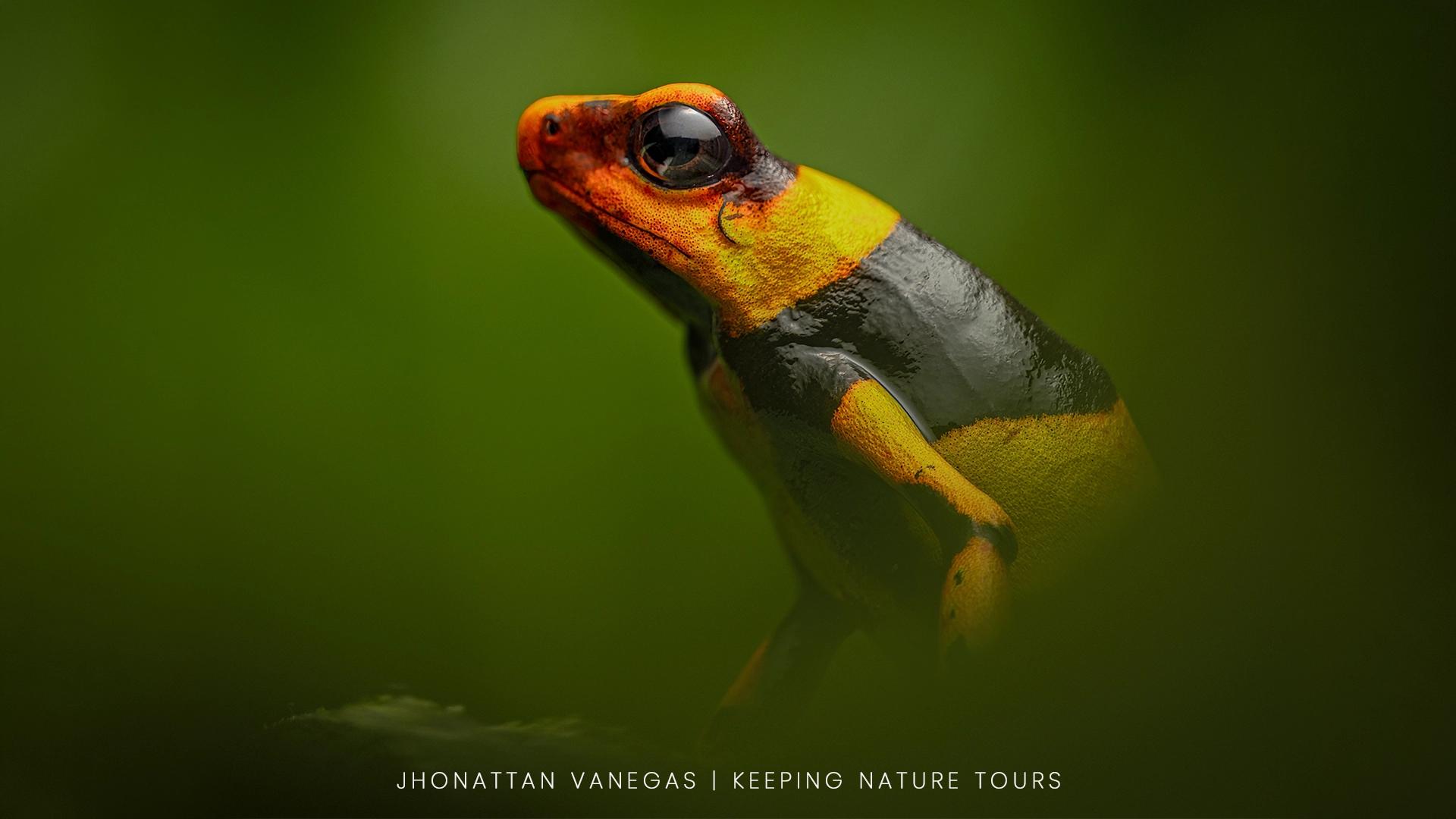 Wildlife photograph by Jhonattan Vanegas, amphibian