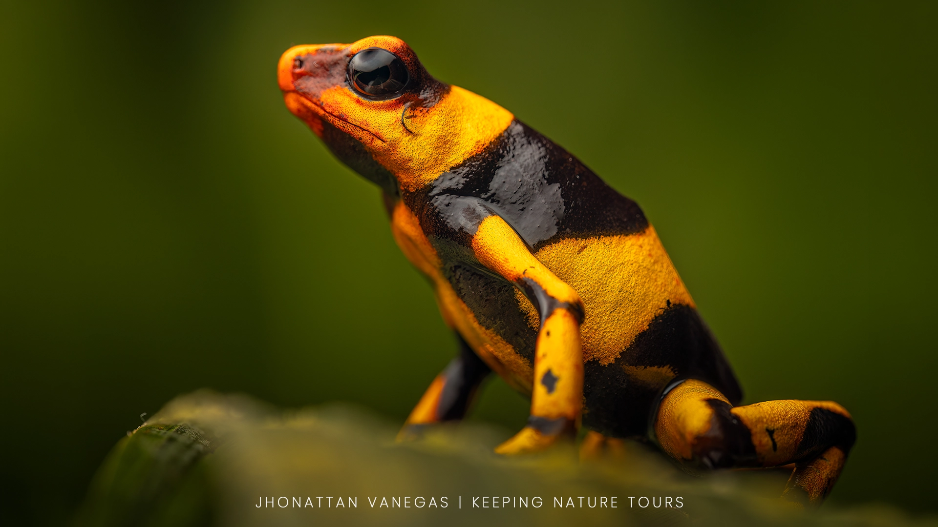 Wildlife photograph by Jhonattan Vanegas, amphibian
