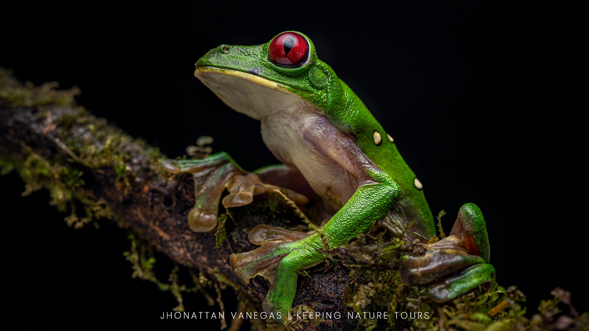 Wildlife photograph by Jhonattan Vanegas, amphibian