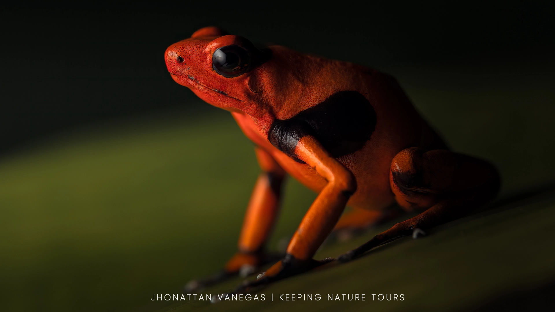 Wildlife photograph by Jhonattan Vanegas, amphibian