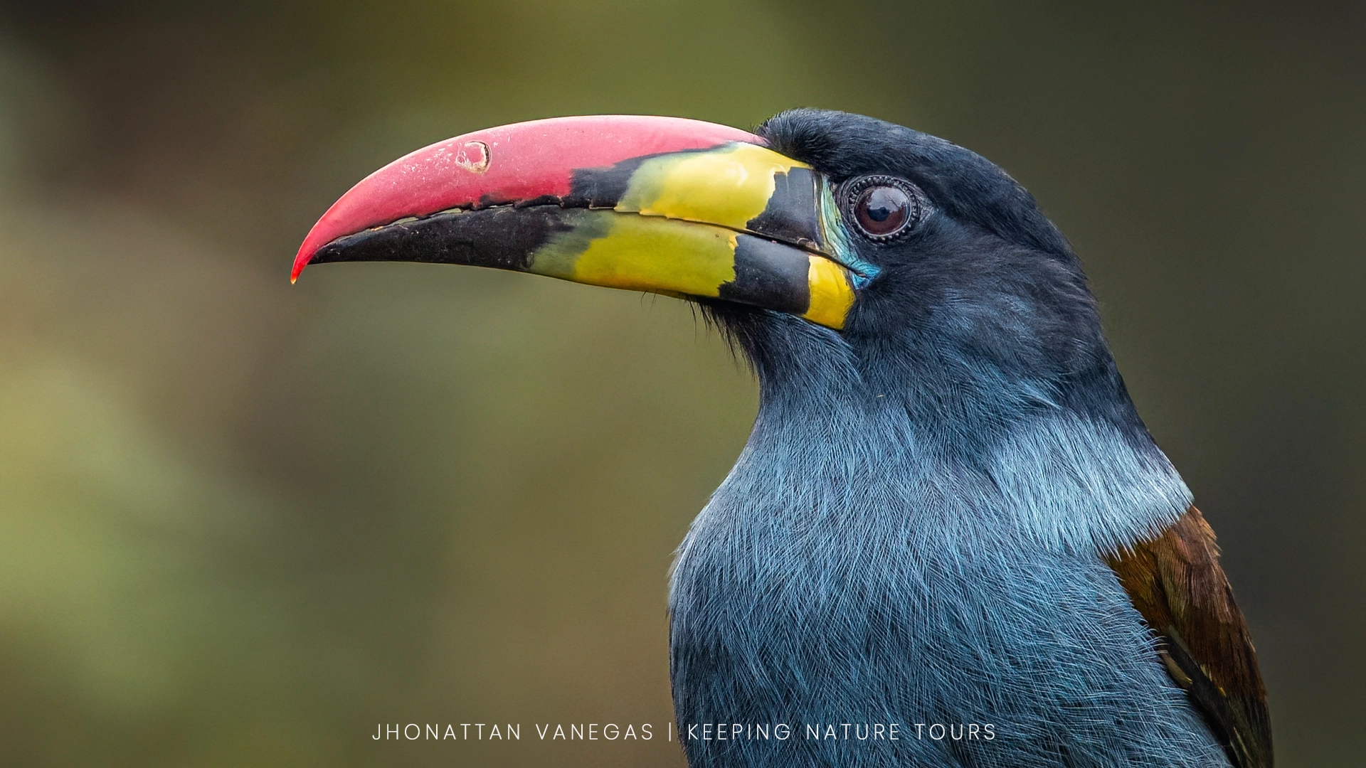Colombian wildlife photographed in its natural habitat by Jhonattan Vanegas