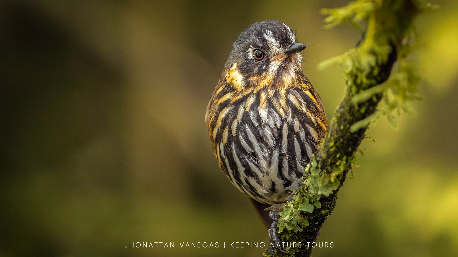 Wildlife photograph by Jhonattan Vanegas, bird