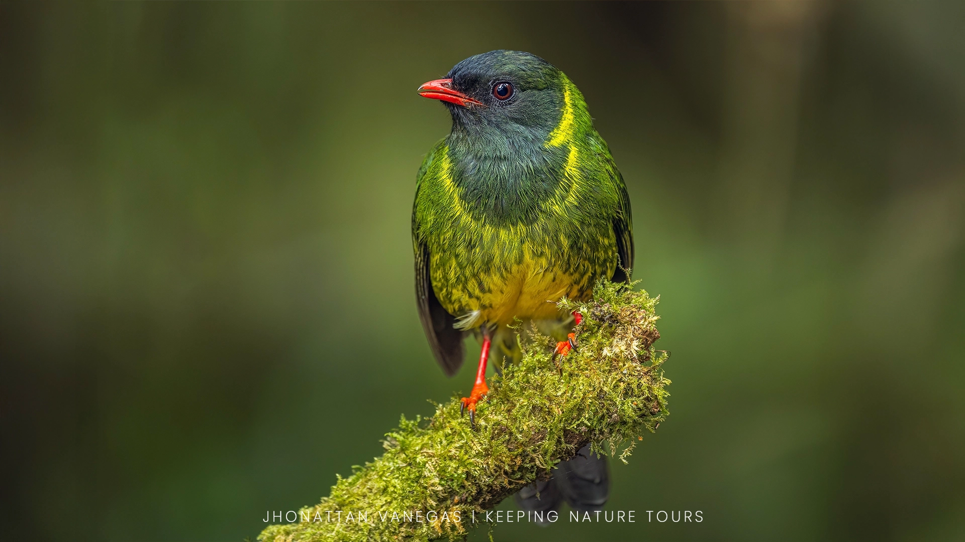 Wildlife photograph by Jhonattan Vanegas, bird