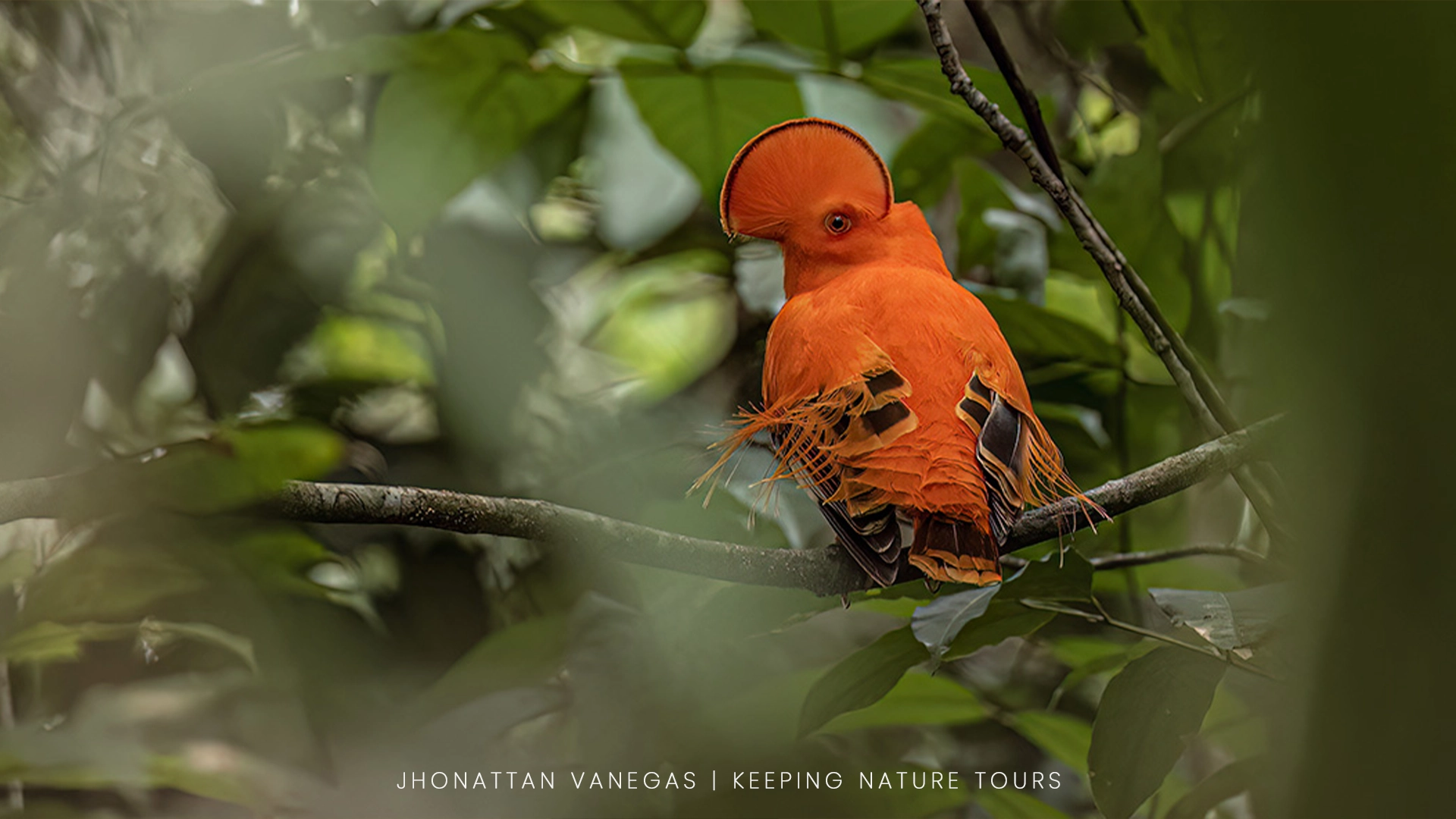 A wild bird with light and color worked in post-processing