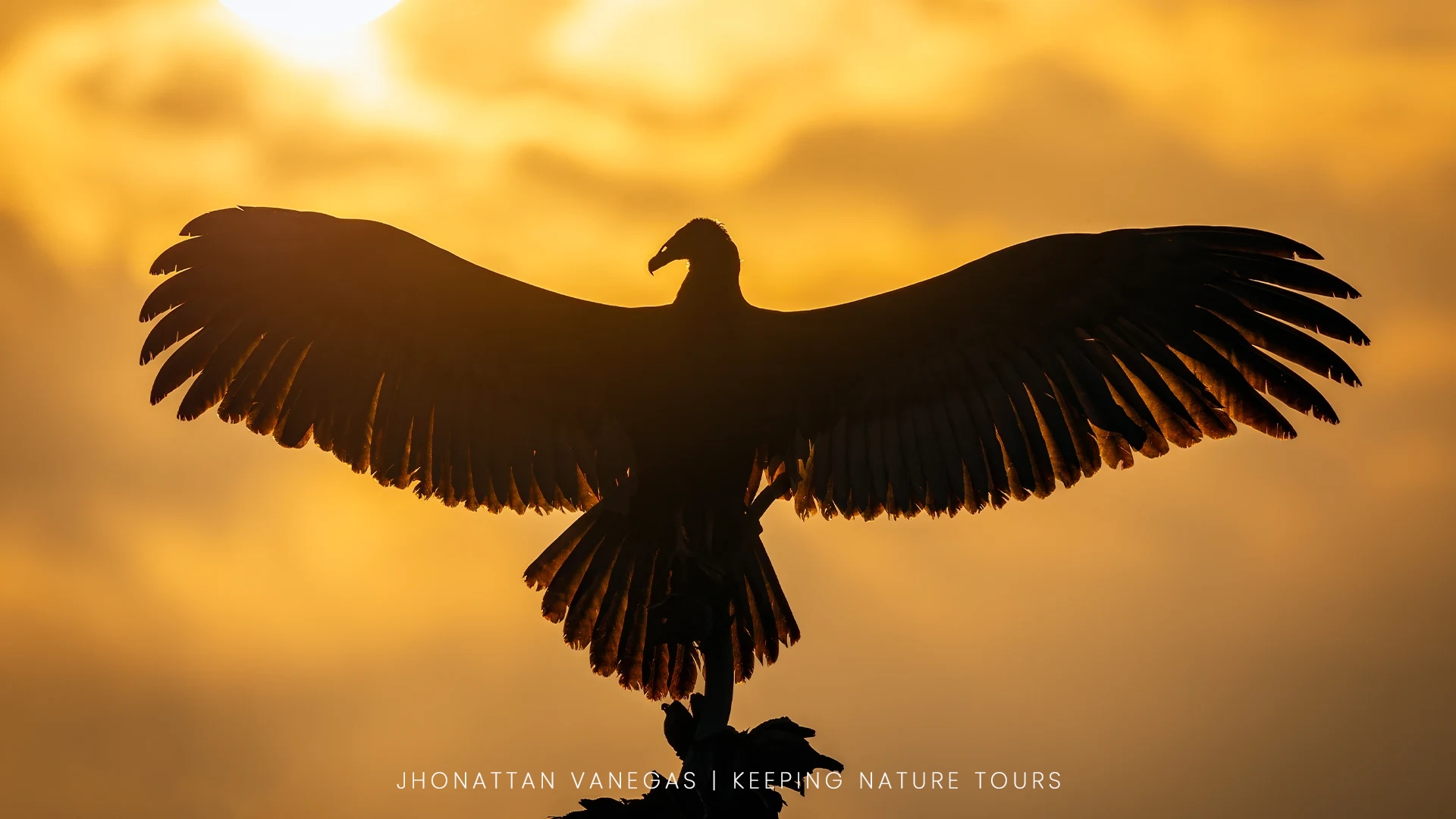 Wildlife photograph by Jhonattan Vanegas, bird