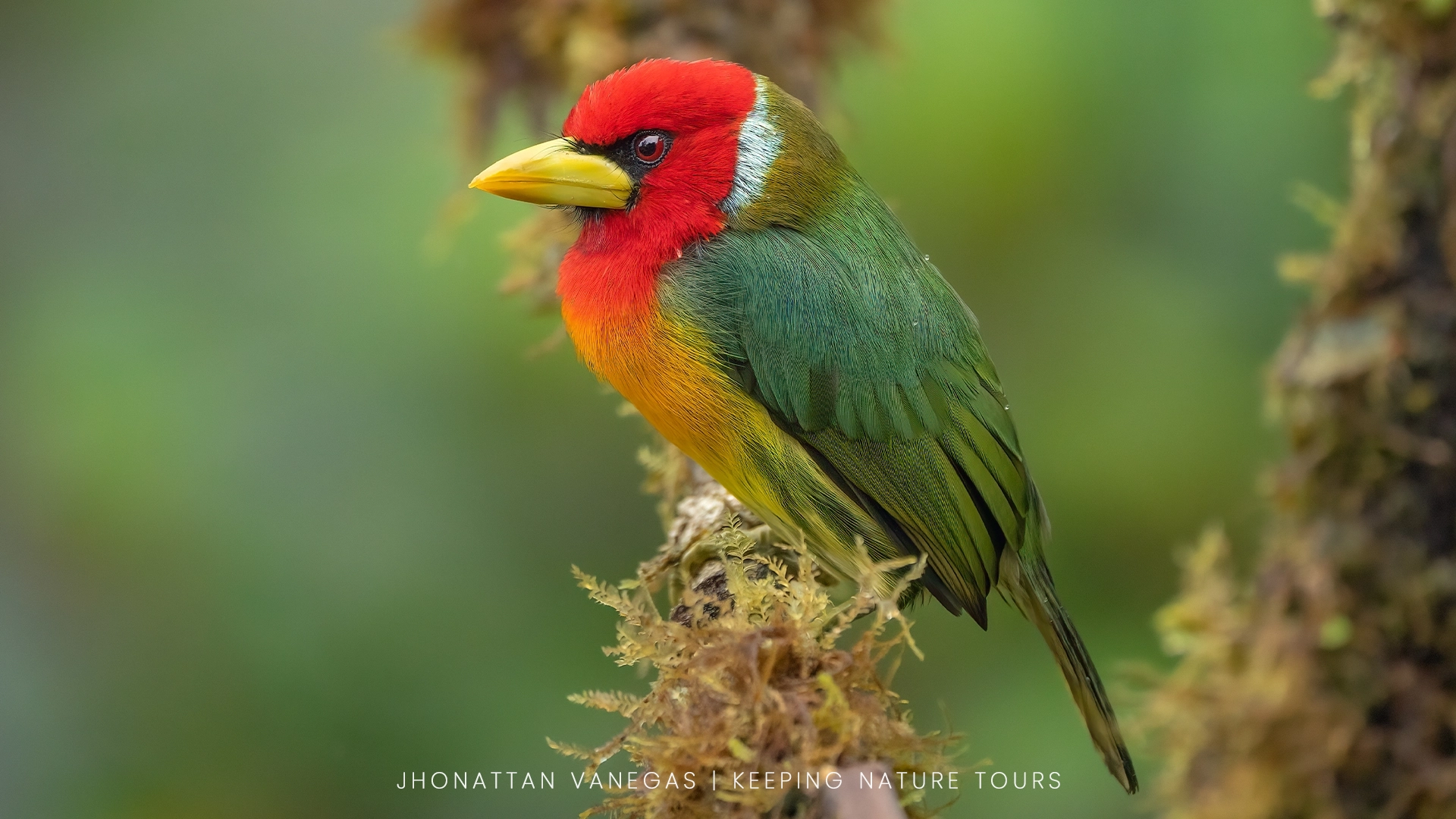 Wildlife photograph by Jhonattan Vanegas, bird