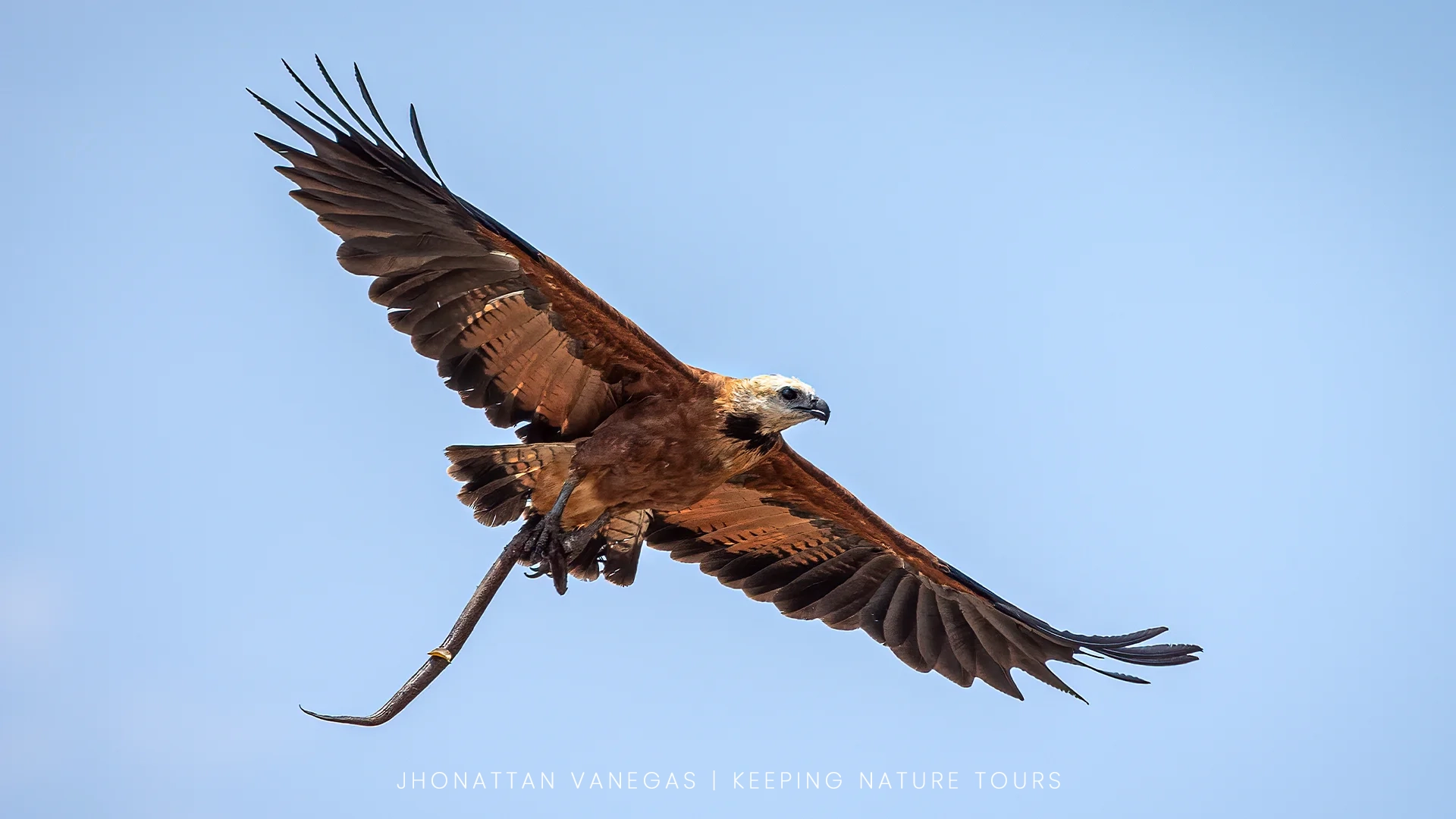 Wildlife photograph by Jhonattan Vanegas, bird