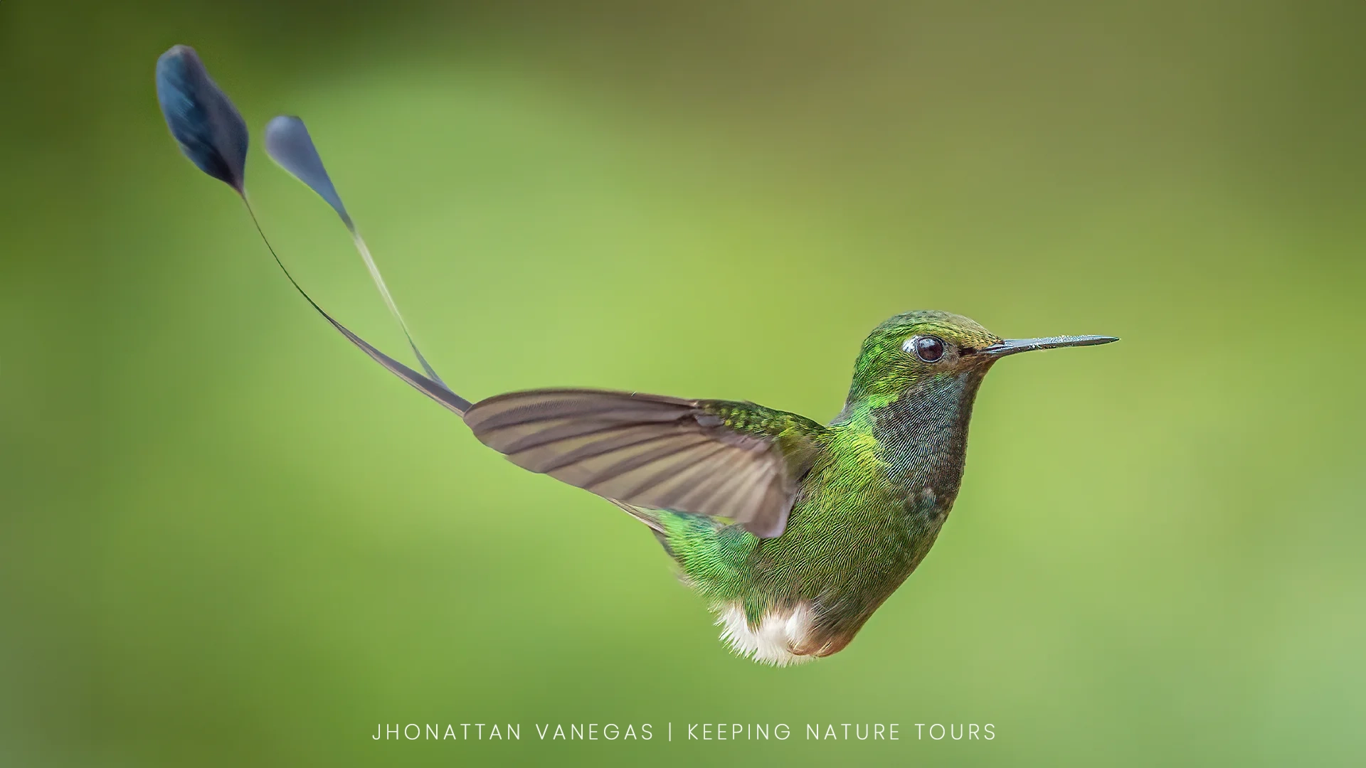 Wildlife photograph by Jhonattan Vanegas, bird