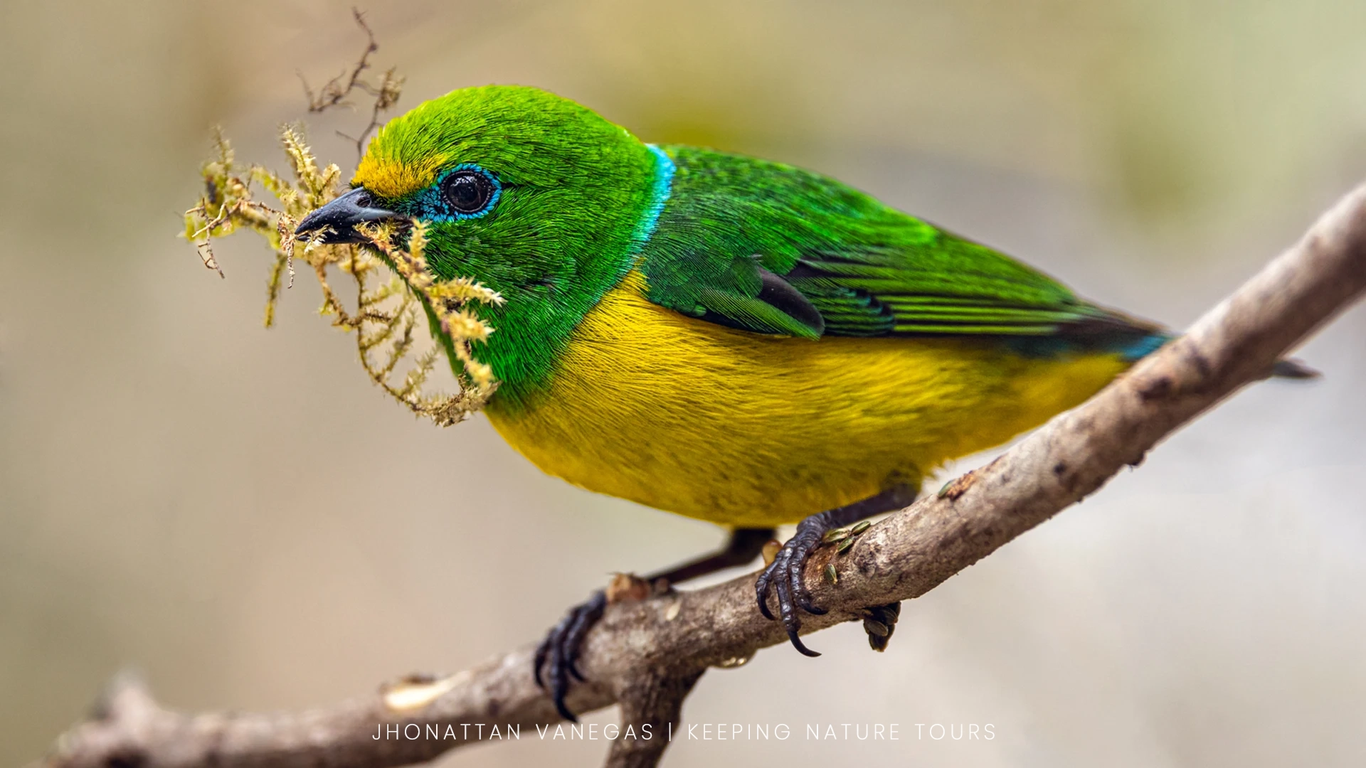 Wildlife photograph by Jhonattan Vanegas, bird