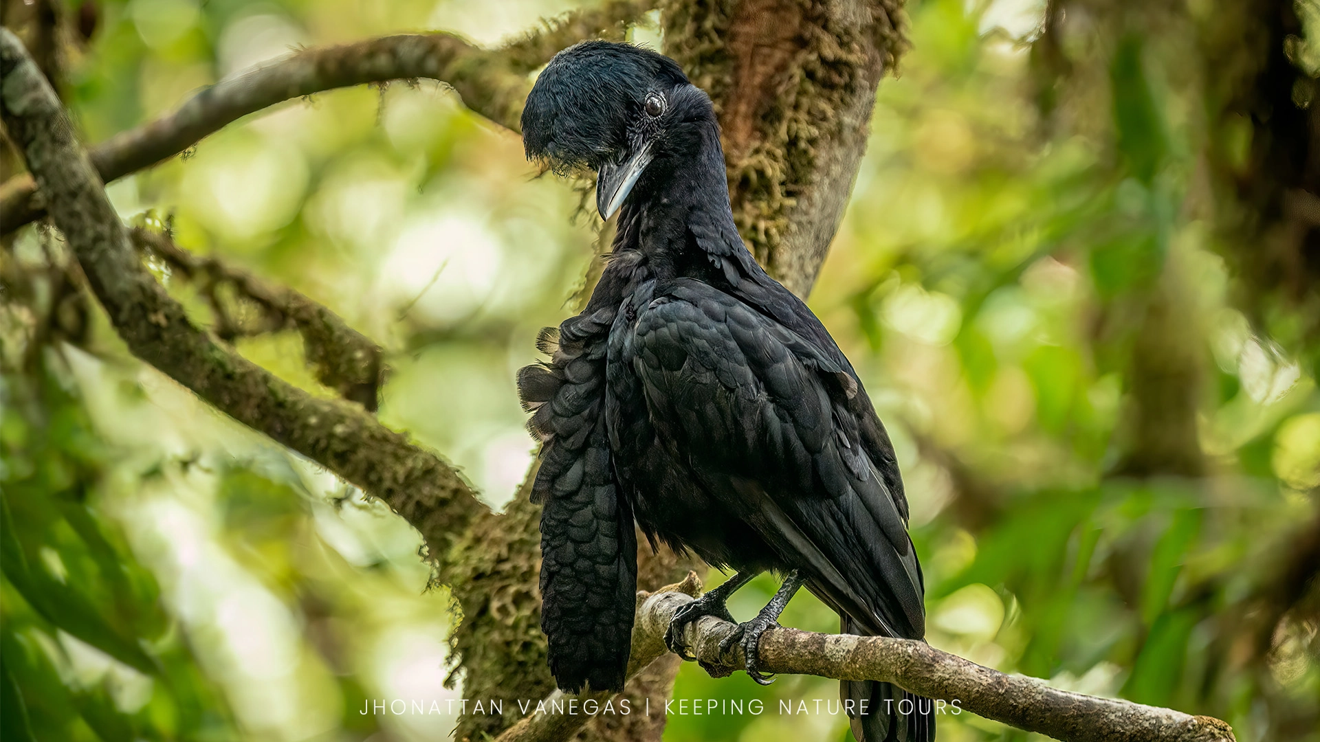 Wildlife photograph by Jhonattan Vanegas, bird