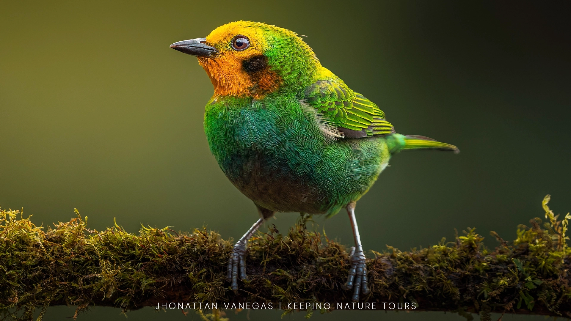 Wildlife photograph by Jhonattan Vanegas, bird