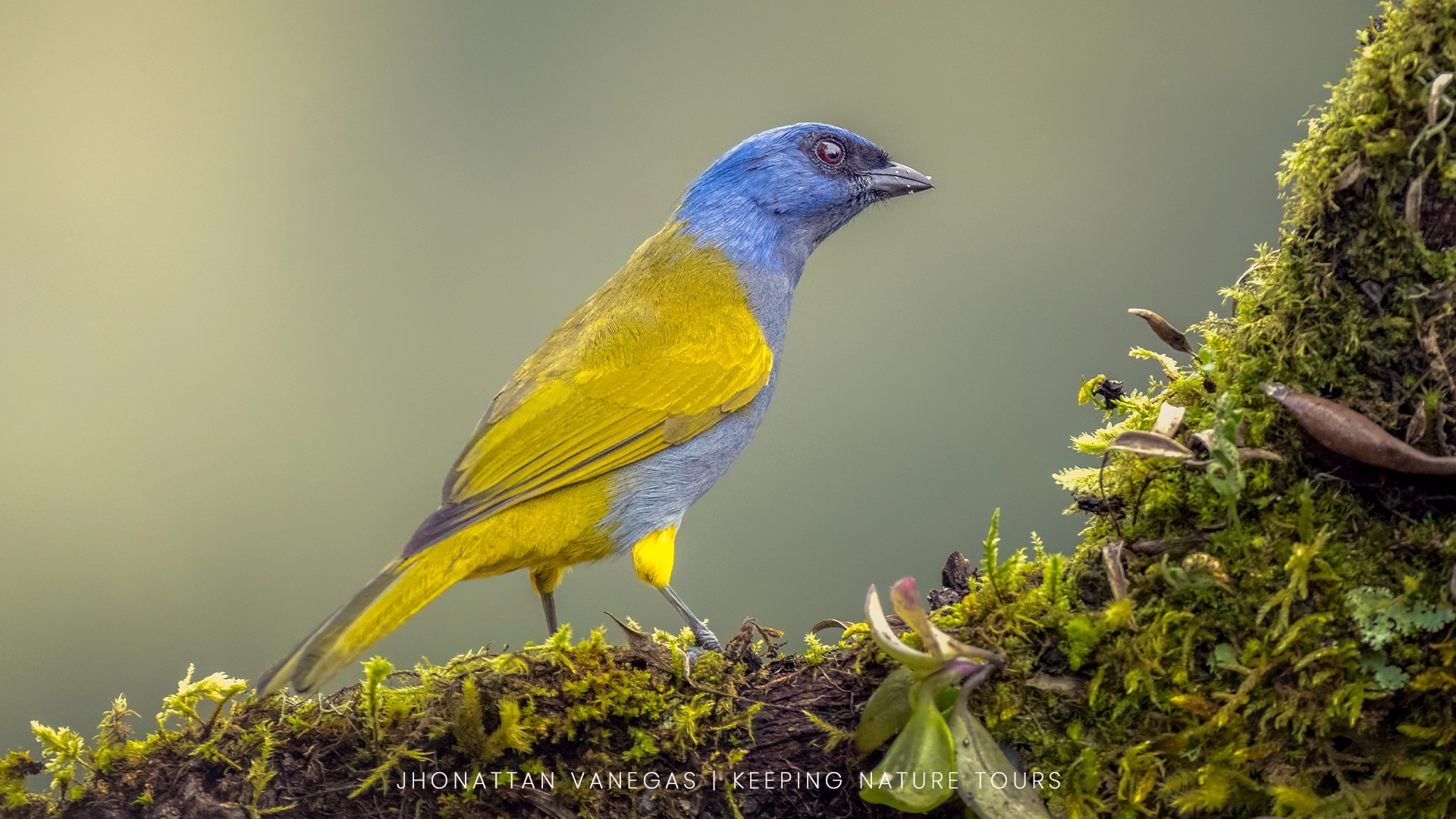 Wildlife photograph by Jhonattan Vanegas, bird