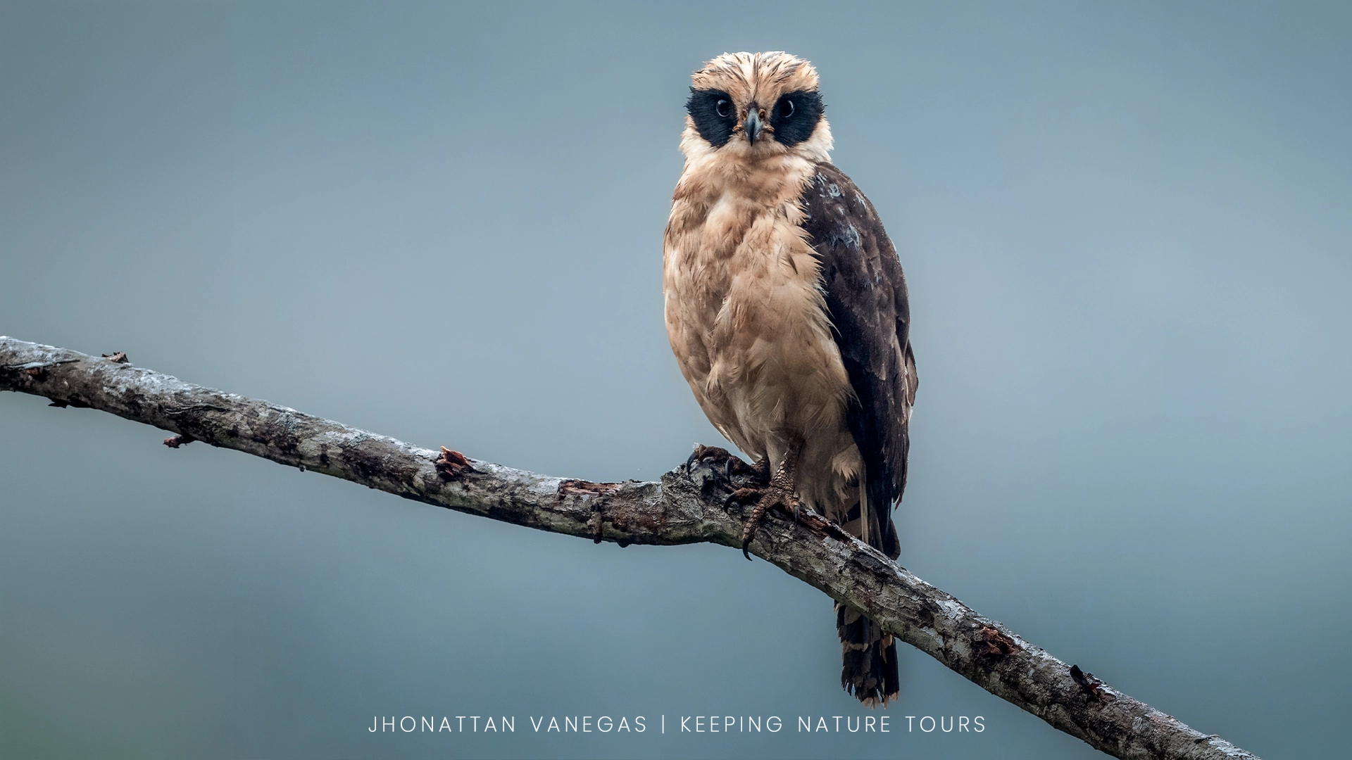 Wildlife photograph by Jhonattan Vanegas, bird
