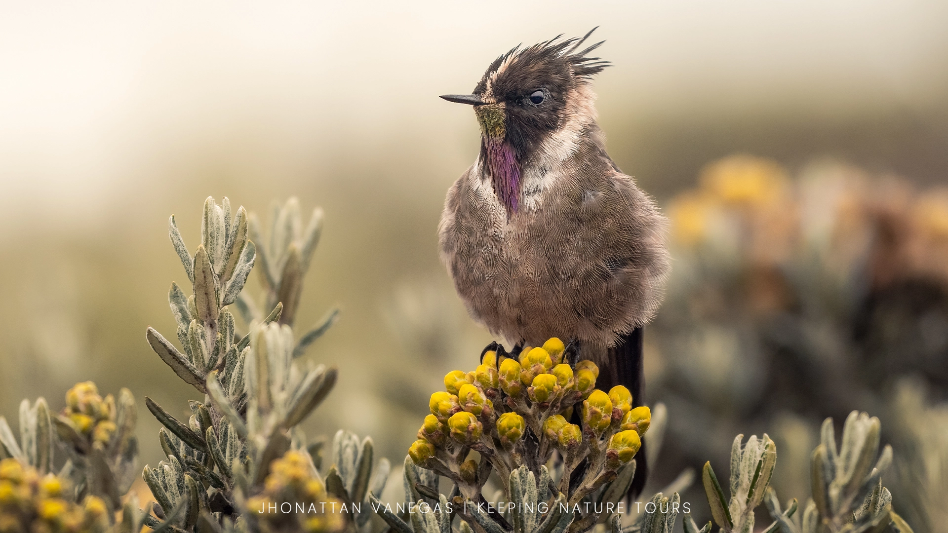 Nature photograph by Jhonattan Vanegas, a crested hummingbird in the paramo
