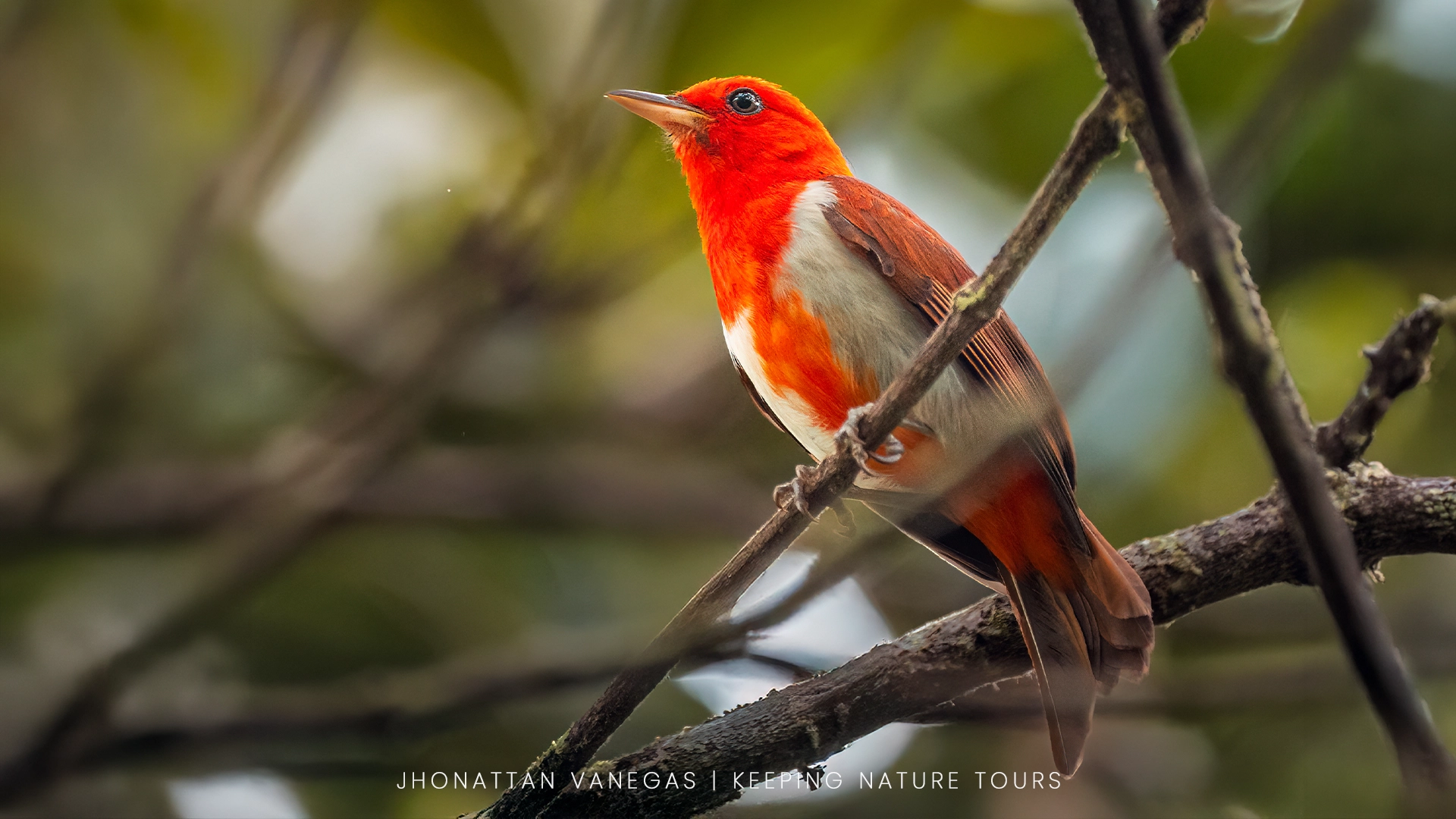 Wildlife photograph by Jhonattan Vanegas, bird
