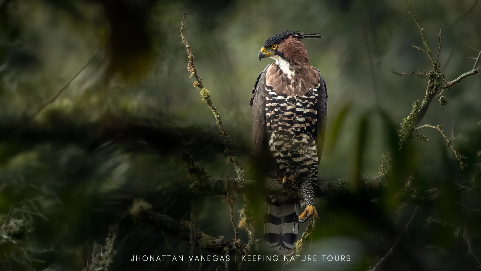 Wildlife photograph by Jhonattan Vanegas, bird