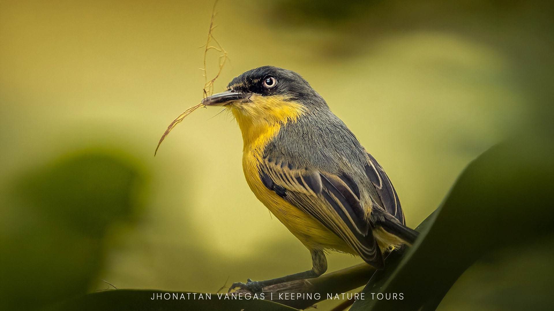Wildlife photograph by Jhonattan Vanegas, bird