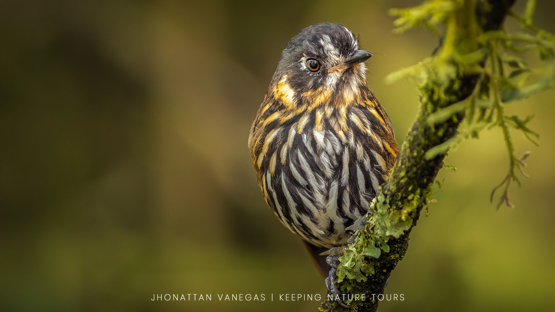 Nature photograph by Jhonattan Vanegas, a streaked bird perched on a mossy branch