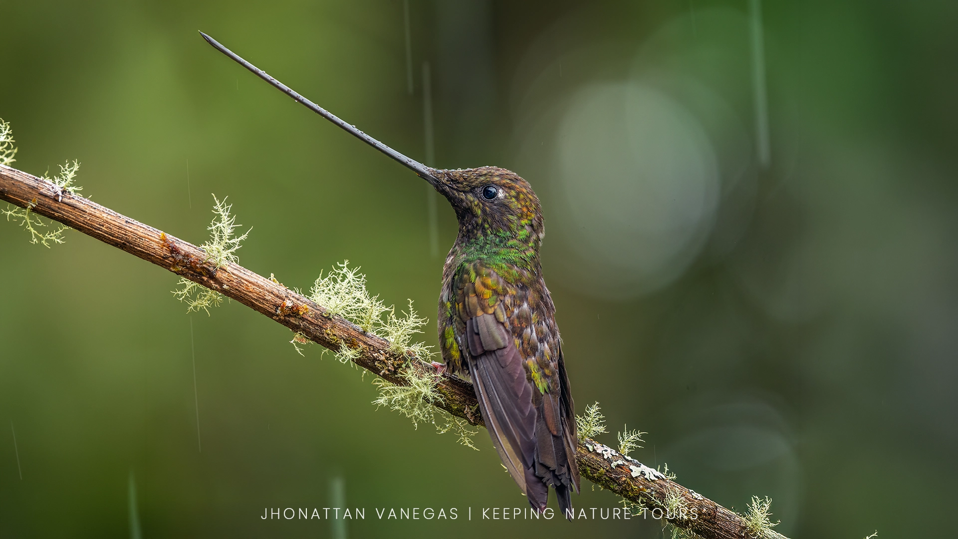 Wildlife photograph by Jhonattan Vanegas, bird