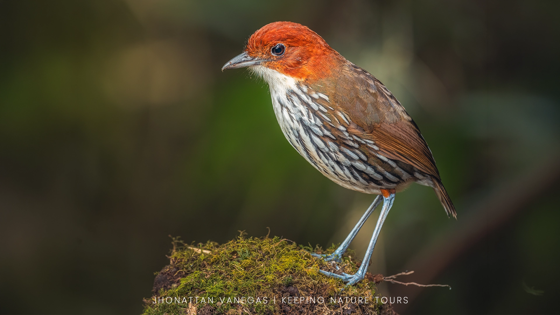 Wildlife photograph by Jhonattan Vanegas, bird