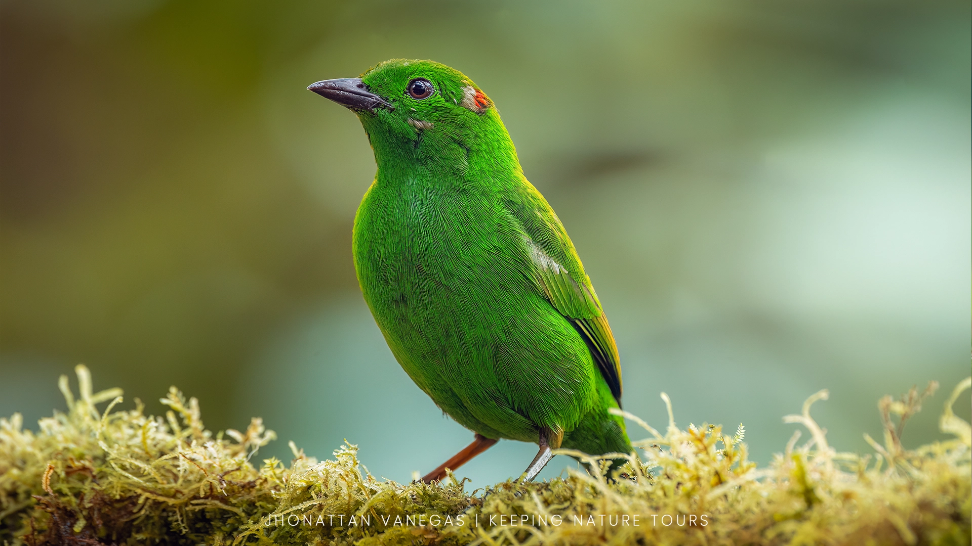 Wildlife photograph by Jhonattan Vanegas, bird
