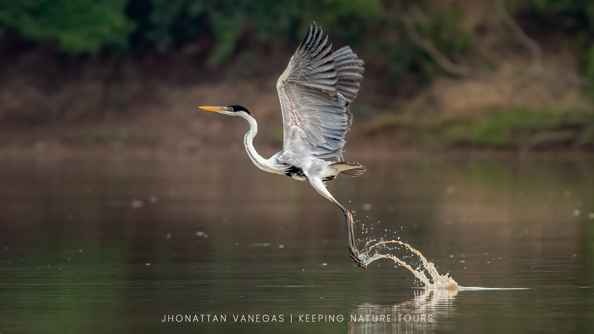 Wildlife photograph by Jhonattan Vanegas, bird