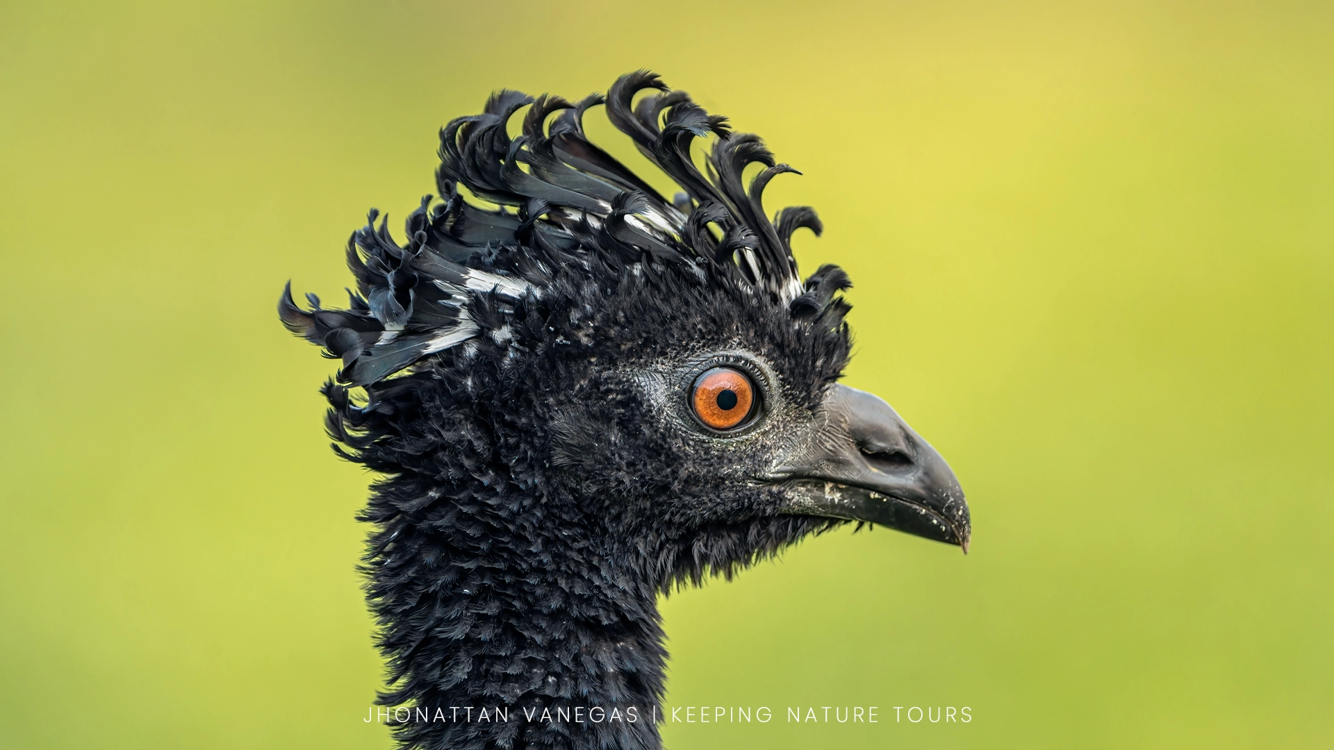 Wildlife photograph by Jhonattan Vanegas, bird