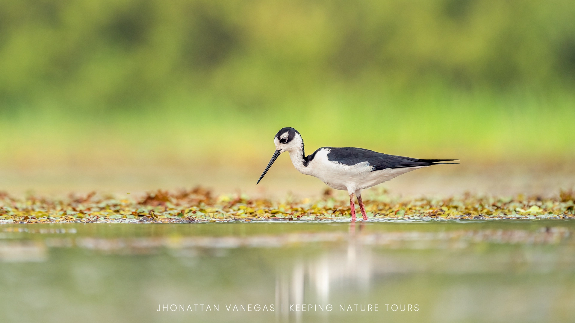 Wildlife photograph by Jhonattan Vanegas, bird