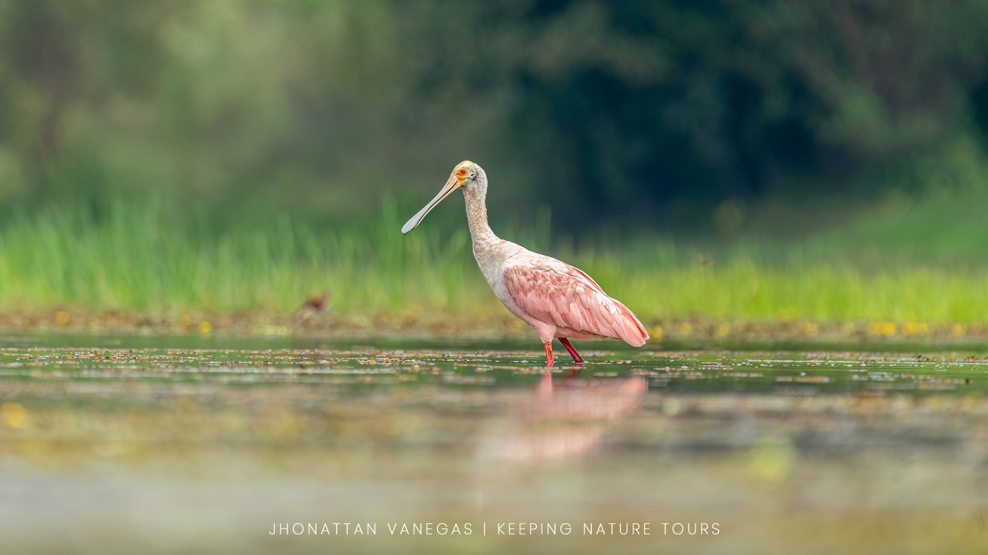 Wildlife photograph by Jhonattan Vanegas, bird