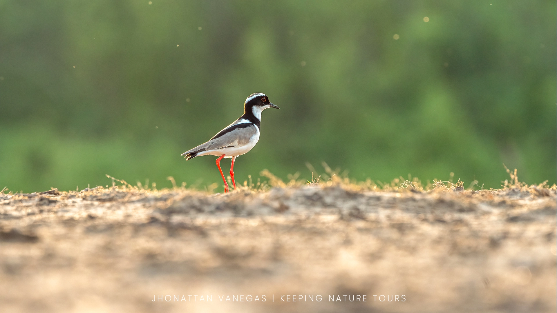 Wildlife photograph by Jhonattan Vanegas, bird