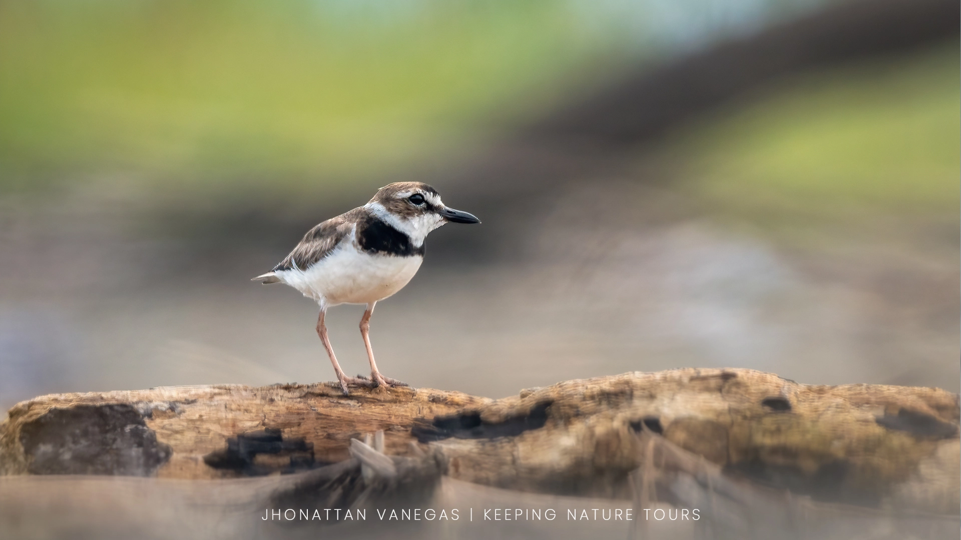 Wildlife photograph by Jhonattan Vanegas, bird